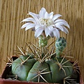 Нажмите на изображение для увеличения.

Название:	Gymnocalycium_eurypleurum_4512x512.jpg
Просмотров:	142
Размер:	221.6 Кб
ID:	322017