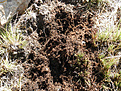 Нажмите на изображение для увеличения.

Название:	arg_soil2.jpg
Просмотров:	170
Размер:	242.7 Кб
ID:	322037