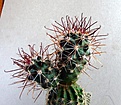Нажмите на изображение для увеличения.

Название:	Sclerocactus parviflorus RP135_2y_8.11.JPG
Просмотров:	447
Размер:	155.8 Кб
ID:	322038