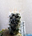 Нажмите на изображение для увеличения.

Название:	Sclerocactus pubispinus RP129_9months_8.11.JPG
Просмотров:	391
Размер:	120.5 Кб
ID:	322039