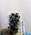 Нажмите на изображение для увеличения.

Название:	Sclerocactus pubispinus RP129_9months_8.11.JPG
Просмотров:	367
Размер:	120.5 Кб
ID:	322039