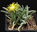 Нажмите на изображение для увеличения.

Название:	Cephalophyllum_fulleri_SB1380_IMG_9818.jpg
Просмотров:	154
Размер:	119.4 Кб
ID:	322082