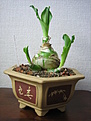 Нажмите на изображение для увеличения.

Название:	Veltheimia bracteata.jpg
Просмотров:	744
Размер:	125.6 Кб
ID:	322110