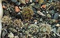 Нажмите на изображение для увеличения.

Название:	copiapoa_mix.jpg
Просмотров:	584
Размер:	247.3 Кб
ID:	322122