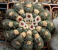 Нажмите на изображение для увеличения.

Название:	Notocactus_uebelmannianus_122_6.JPG
Просмотров:	180
Размер:	193.0 Кб
ID:	322123