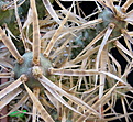 Нажмите на изображение для увеличения.

Название:	Tephrocactus_articulatus_var.papyracanthus.jpg
Просмотров:	154
Размер:	175.3 Кб
ID:	322126