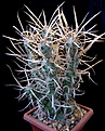 Нажмите на изображение для увеличения.

Название:	Tephrocactus_articulatus_var.papyracanthus_1.jpg
Просмотров:	157
Размер:	117.4 Кб
ID:	322127