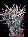 Нажмите на изображение для увеличения.

Название:	Tephrocactus_articulatus_var.papyracanthus_2.jpg
Просмотров:	149
Размер:	106.5 Кб
ID:	322128