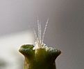 Нажмите на изображение для увеличения.

Название:	Pediocactus sileri Lz814_23.12.10-6.1.11.JPG
Просмотров:	519
Размер:	211.8 Кб
ID:	322131