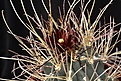 Нажмите на изображение для увеличения.

Название:	Sclerocactus_uncinatus_ssp_wrightii_IMG_0006.jpg
Просмотров:	147
Размер:	139.4 Кб
ID:	322152