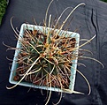 Нажмите на изображение для увеличения.

Название:	Glandulicactus wrightii JM 136_6y_8.11.JPG
Просмотров:	152
Размер:	150.2 Кб
ID:	322156
