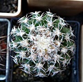 Нажмите на изображение для увеличения.

Название:	Discocactus woutersianus_3y_7.11.JPG
Просмотров:	339
Размер:	172.8 Кб
ID:	322166