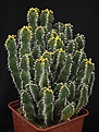 Нажмите на изображение для увеличения.

Название:	Euphorbia_polyacantha_IMG_0200.jpg
Просмотров:	179
Размер:	127.6 Кб
ID:	322169