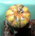 Нажмите на изображение для увеличения.

Название:	smallvariegata.jpg
Просмотров:	319
Размер:	101.4 Кб
ID:	322175