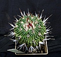 Нажмите на изображение для увеличения.

Название:	Echinofossulocactus sp.Vojta_8.11.JPG
Просмотров:	142
Размер:	130.0 Кб
ID:	322179