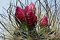 Нажмите на изображение для увеличения.

Название:	Eriosyce_Senilis_gerocephala_02.2012_2_800.jpg
Просмотров:	144
Размер:	270.4 Кб
ID:	322188
