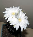 Нажмите на изображение для увеличения.

Название:	Discocactus horsti_2.01-8.10_3wave.JPG
Просмотров:	346
Размер:	72.6 Кб
ID:	322195