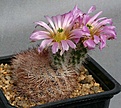 Нажмите на изображение для увеличения.

Название:	Echinocereus_baileyi_IMG_3055.jpg
Просмотров:	685
Размер:	114.0 Кб
ID:	322207