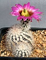 Нажмите на изображение для увеличения.

Название:	Echinocereus_baileyi_v_albispinus_Greer_IMG_2864.jpg
Просмотров:	683
Размер:	126.5 Кб
ID:	322208