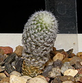 Нажмите на изображение для увеличения.

Название:	Copiapoa_laui_307_009_2.JPG
Просмотров:	539
Размер:	243.8 Кб
ID:	322214