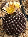 Нажмите на изображение для увеличения.

Название:	Copiapoa_humilis_v_tenuissima_IMG_1736.jpg
Просмотров:	548
Размер:	156.4 Кб
ID:	322216