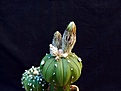 Нажмите на изображение для увеличения.

Название:	Astrophytum OoibKab_4y_buds_8.11.JPG
Просмотров:	148
Размер:	73.1 Кб
ID:	322217