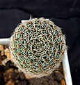 Нажмите на изображение для увеличения.

Название:	Aylostera heliosa v.solisioides RH1024_8.11.JPG
Просмотров:	149
Размер:	168.8 Кб
ID:	322218