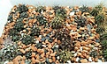 Нажмите на изображение для увеличения.

Название:	copiapoas_2012-02-26.jpg
Просмотров:	529
Размер:	244.3 Кб
ID:	322220