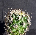 Нажмите на изображение для увеличения.

Название:	Ancistrocactus megarhizus_4y_7.11.JPG
Просмотров:	162
Размер:	149.0 Кб
ID:	322263