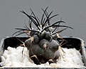 Нажмите на изображение для увеличения.

Название:	Copiapoa_coquimbana_JA203_GARGAMEL.jpg
Просмотров:	544
Размер:	107.4 Кб
ID:	322281