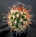 Нажмите на изображение для увеличения.

Название:	Copiapoa_coquimbana_pseudocoquimbana_WM171-PAN.jpg
Просмотров:	495
Размер:	112.9 Кб
ID:	322287