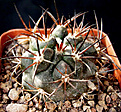 Нажмите на изображение для увеличения.

Название:	Copiapoa_coquimbana_wagenknectii-KK58-PAN.jpg
Просмотров:	507
Размер:	120.3 Кб
ID:	322291