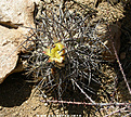 Нажмите на изображение для увеличения.

Название:	Copiapoa-coquimbana-SPINIFLORES-6.jpg
Просмотров:	571
Размер:	198.4 Кб
ID:	322298