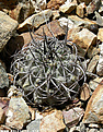 Нажмите на изображение для увеличения.

Название:	Copiapoa-coquimbana-SPINIFLORES-2.jpg
Просмотров:	556
Размер:	185.4 Кб
ID:	322299