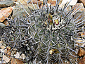 Нажмите на изображение для увеличения.

Название:	Copiapoa-coquimbana-SPINIFLORES-7.jpg
Просмотров:	538
Размер:	197.1 Кб
ID:	322300