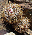 Нажмите на изображение для увеличения.

Название:	Copiapoa-coquimbana-SPINIFLORES-8.jpg
Просмотров:	548
Размер:	192.5 Кб
ID:	322301