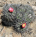 Нажмите на изображение для увеличения.

Название:	Copiapoa-coquimbana-SPINIFLORES-9.jpg
Просмотров:	538
Размер:	196.3 Кб
ID:	322302