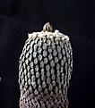 Нажмите на изображение для увеличения.

Название:	Pelecyphora pseudopectinat av.rubriflora_12y_2.12.JPG
Просмотров:	157
Размер:	128.3 Кб
ID:	322304