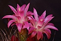 Нажмите на изображение для увеличения.

Название:	Eriosyce_Senilis_gerocephala_02.2012_6_1024.jpg
Просмотров:	158
Размер:	238.3 Кб
ID:	322305