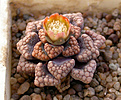 Нажмите на изображение для увеличения.

Название:	Titanopsis_hugo-schlechteri_Namibia.jpg
Просмотров:	155
Размер:	117.1 Кб
ID:	322313