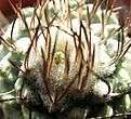 Нажмите на изображение для увеличения.

Название:	Strombocactusdiskiformis.jpg
Просмотров:	168
Размер:	84.9 Кб
ID:	322320