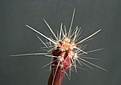 Нажмите на изображение для увеличения.

Название:	Sclerocactus parviflorus RP135_9.3.09_23.4.091.jpg
Просмотров:	371
Размер:	88.2 Кб
ID:	322365