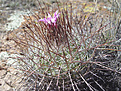 Нажмите на изображение для увеличения.

Название:	DSC02929-Stenocactus-zacate.jpg
Просмотров:	164
Размер:	129.3 Кб
ID:	322369