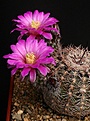 Нажмите на изображение для увеличения.

Название:	Echinocereus_adustus_IMG_0543.jpg
Просмотров:	147
Размер:	150.5 Кб
ID:	322380