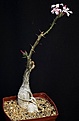 Нажмите на изображение для увеличения.

Название:	Pachypodium_succulentum_IMG_0623.jpg
Просмотров:	216
Размер:	64.1 Кб
ID:	322395