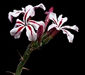 Нажмите на изображение для увеличения.

Название:	Pachypodium_succulentum_IMG_0629.jpg
Просмотров:	215
Размер:	65.2 Кб
ID:	322396