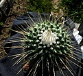 Нажмите на изображение для увеличения.

Название:	Mammillaria spinosissimapico_8y_8.11.JPG
Просмотров:	526
Размер:	153.5 Кб
ID:	322424