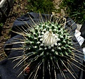 Нажмите на изображение для увеличения.

Название:	Mammillaria spinosissimapico_8y_8.11.JPG
Просмотров:	435
Размер:	153.5 Кб
ID:	322424