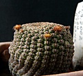 Нажмите на изображение для увеличения.

Название:	Reicheocactus pseudoreicheanus_9y_6buds_3.12.JPG
Просмотров:	151
Размер:	143.4 Кб
ID:	322437