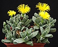 Нажмите на изображение для увеличения.

Название:	Machairophyllum_brevifolium_nearOudtshoorn_IMG_0687.jpg
Просмотров:	158
Размер:	123.5 Кб
ID:	322443